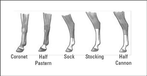 rolex eventing why horses legs white|white stuff on horses front legs.